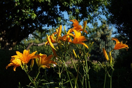 Daylilies in July