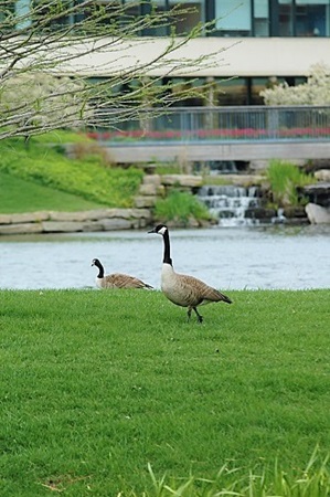 Canada Geese